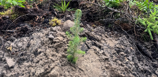 KVJ-FOREST METSÄNHOITO ISTUTUS TAIMET